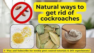 5 Natural Ways to Get Rid of Roaches | Safe & Non‑Toxic DIY Guide