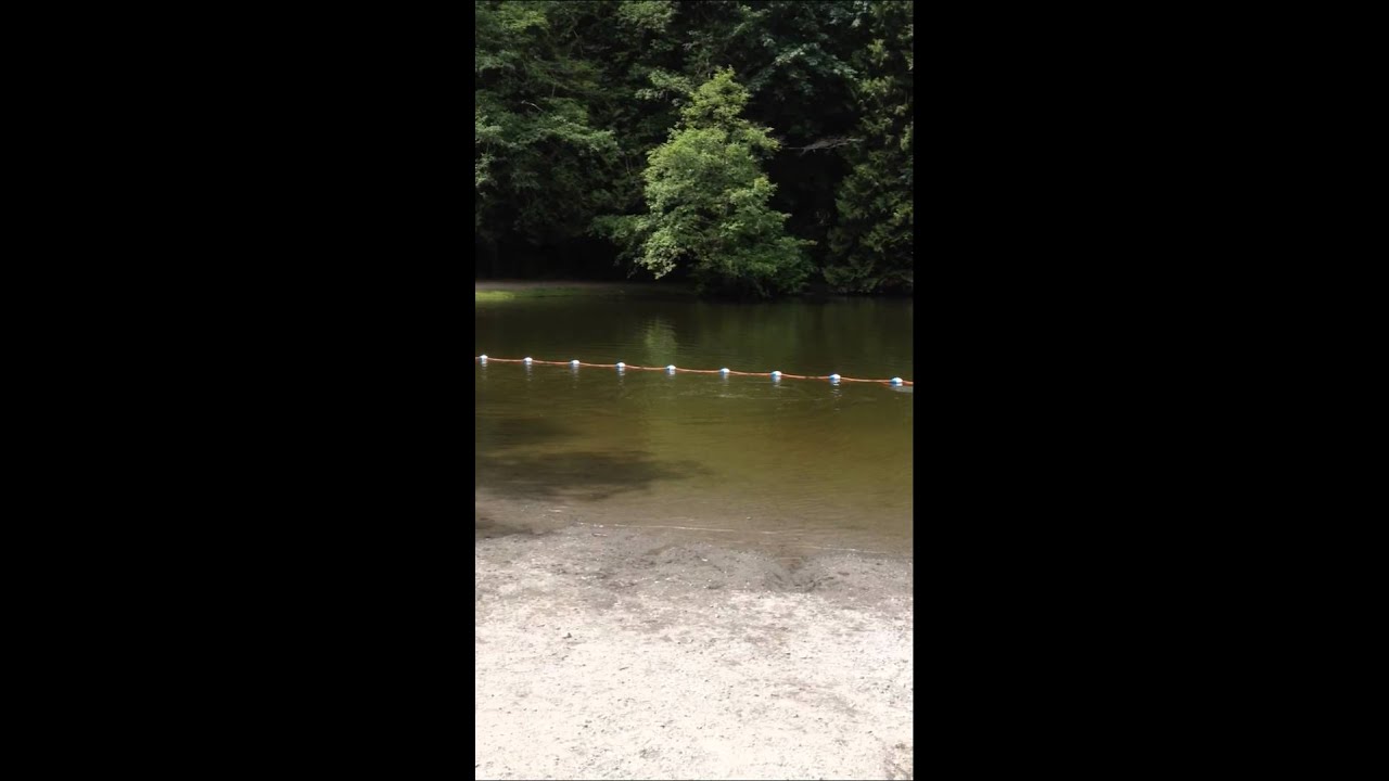 Geese diving underwater 😀