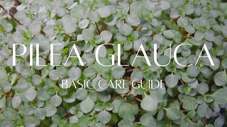 Pilea Glauca Libanensis Houseplant Care Guide. Learn How To Care For The Baby Tears Plant.
