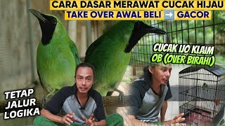 PAKAI CARA INI SAJA ‼️ DASARKU MERAWAT CUCAK IJO KONDISI BEGINI HINGGA CEPAT GACOR