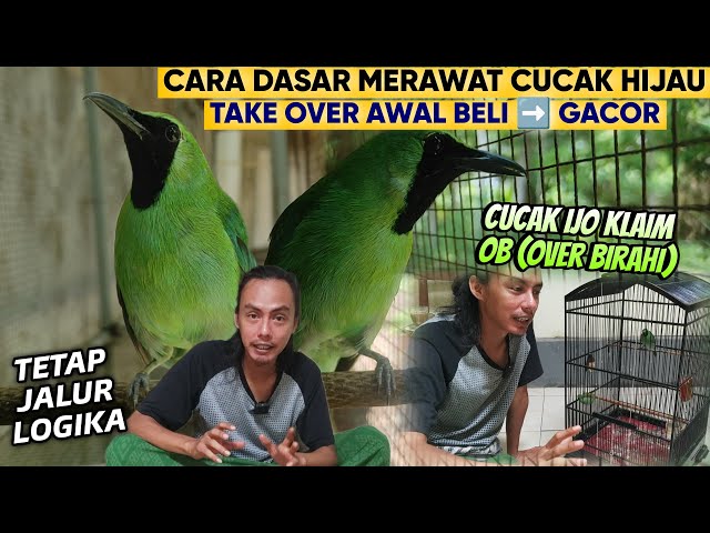 PAKAI CARA INI SAJA ‼️ DASARKU MERAWAT CUCAK IJO KONDISI BEGINI HINGGA CEPAT GACOR class=