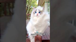 Ragdoll Cats | A Walking Cloud On Land😍