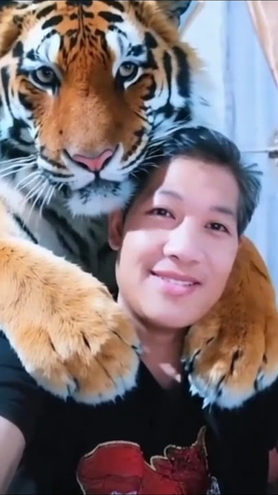 Yang lagi viral di tiktok Edit Foto bersama harimau menggunakan AI #editfoto #pixverse #harimau #fyp