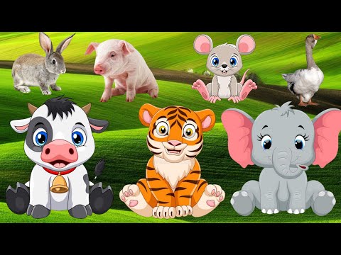 Animal Sounds | Wild Funny - cat, dog, elephant, tiger, donkey