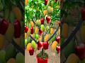a new technique of planting and propagating mango-apple hybrid trees.#growingfruits