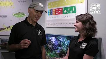 Thane Maynard's Story Safari - Gretta the Goliath Beetle - Cincinnati Zoo