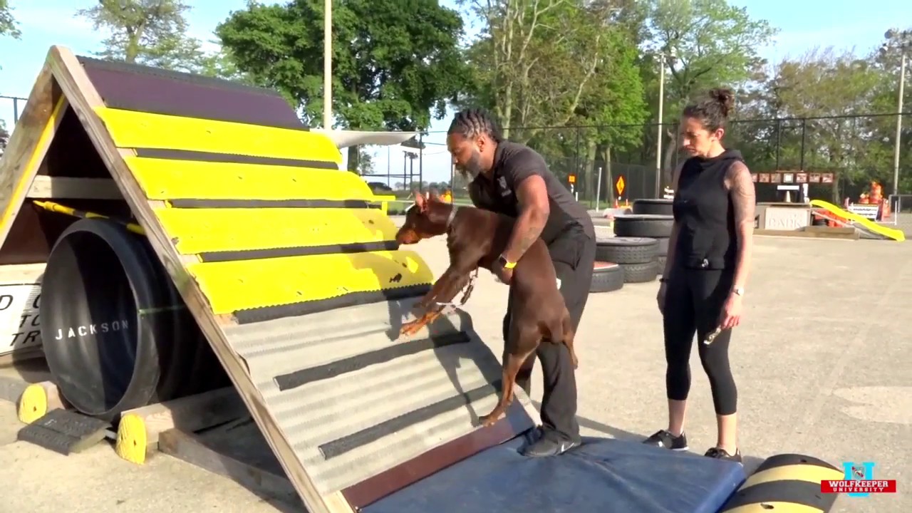 Freshman Agility - Aframe  Dog Training - Wolfkeeper University