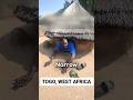 Most Tiny House In Africa Shorts