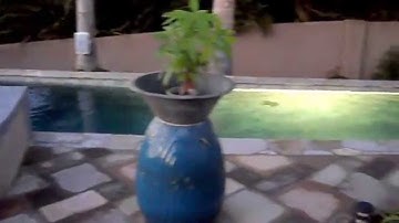 Beautiful vanishing edge pool with an incredible swim lane!