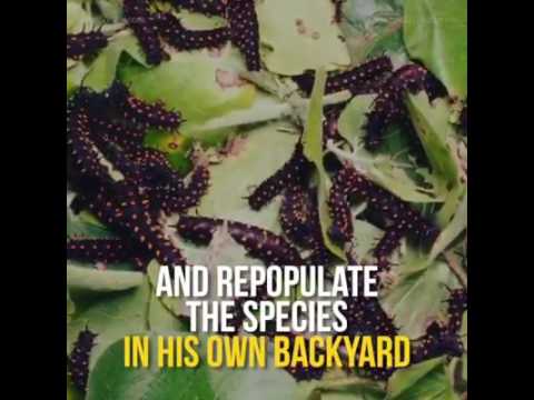 Video: A Man Spreads An Endangered Species Of Butterflies In His Backyard