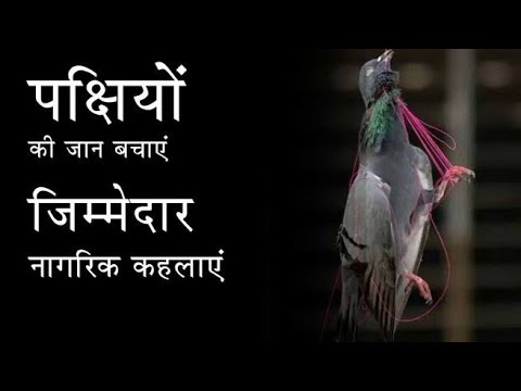 Saving a birds life during Makar Sankranti ||Birds getting injured during makar Sankranti| - YouTube