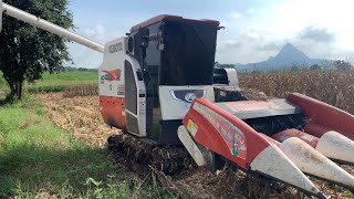 พาชม รถเกี่ยว KUBOTA DC105X cabin เกี่ยวข้าวโพด วิ่งชิลๆ