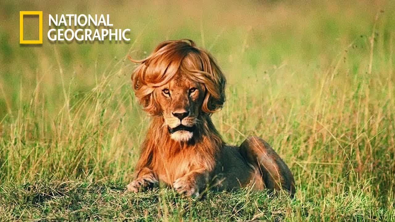 Lions Hunting Prey In Savannah Lion Pride Documentary Nat Geo Wild