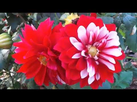 سورة المعارج حسام الدين عبادي