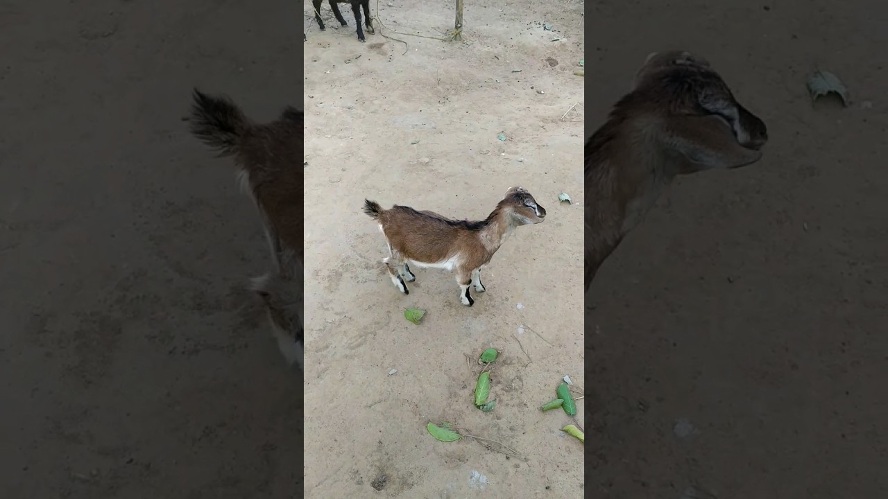 #goatlove
