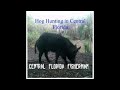 Hog hunting in central florida