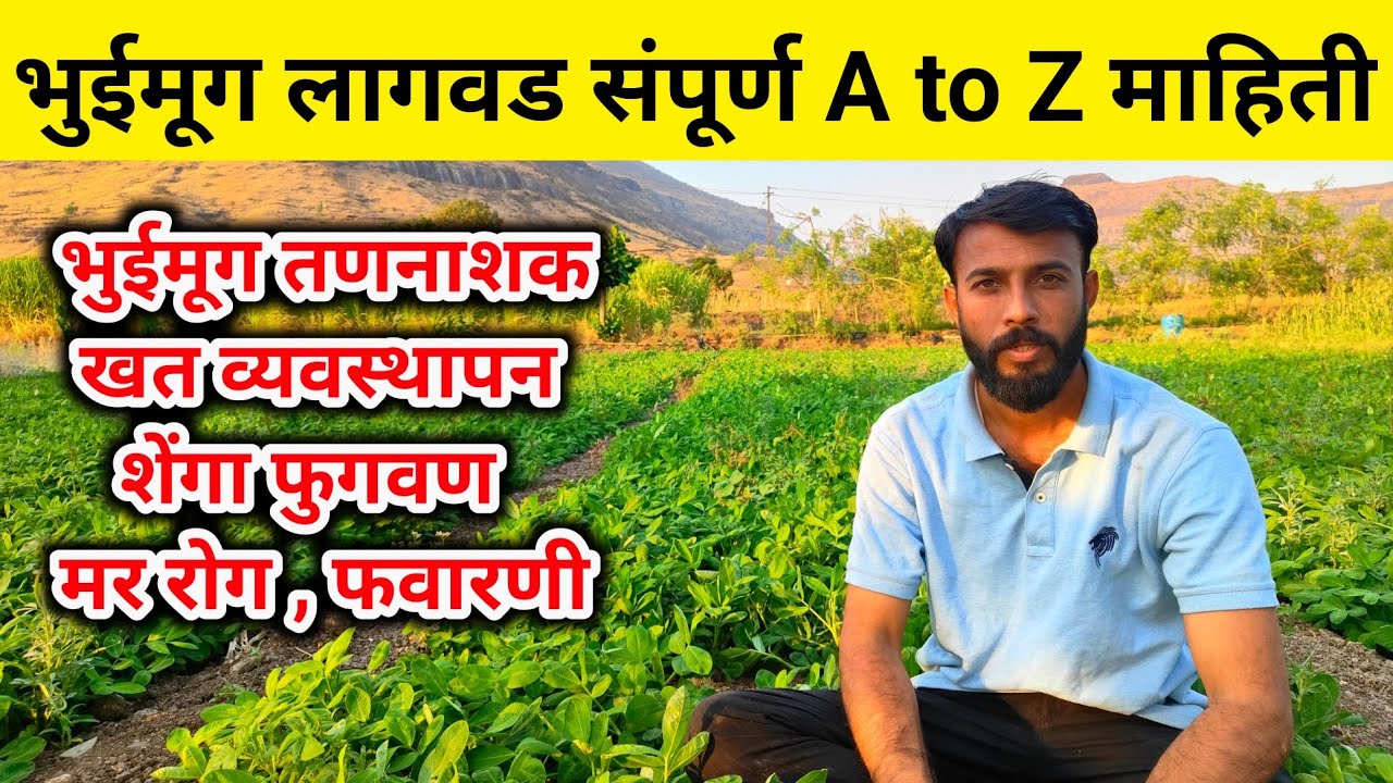 भुंईमुग लागवड तंत्रज्ञान संपूर्ण माहिती | bhuimug lagwad | भुईमूग खत ...