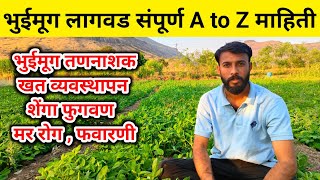 भुंईमुग लागवड तंत्रज्ञान संपूर्ण माहिती | bhuimug lagwad | भुईमूग खत व्यवस्थापन | भुईमूग पेरणी यंत्र