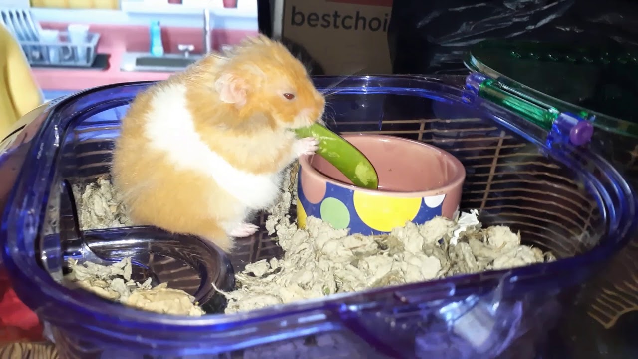 Hamster eating green bean for breakfast YouTube