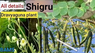 Shigru |Moringa oleifera |Dravyaguna |benefits |shevga |BAMS screenshot 4