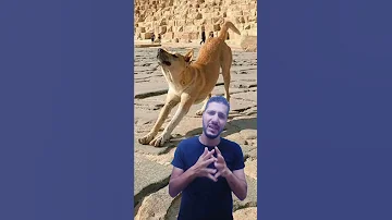 صاحب كلب الهرم 