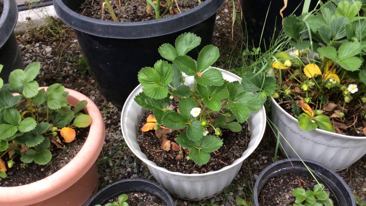 Выращиваем клубнику в ведрах - YouTube