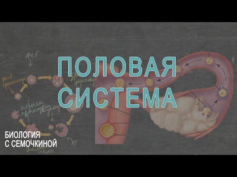 Видео: Диаграма, снимки и функции на женски репродуктивни органи - Карти на тялото