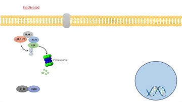 Non-Canonical NF-kB Signaling Pathway | Mechanism and Function