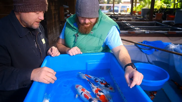 How To Select Beautiful Doitsu Sanke Koi - 1/2