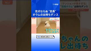 SNSで大バズリ！忠鳥オウムの出待ちダンスにほっこり｜TBS NEWS DIG #shorts