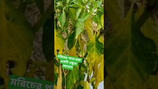 মরিচের পাতা ঝরা একটি ওষুধের মিলবে সমাধান#মরিচ#farming #shortvideo