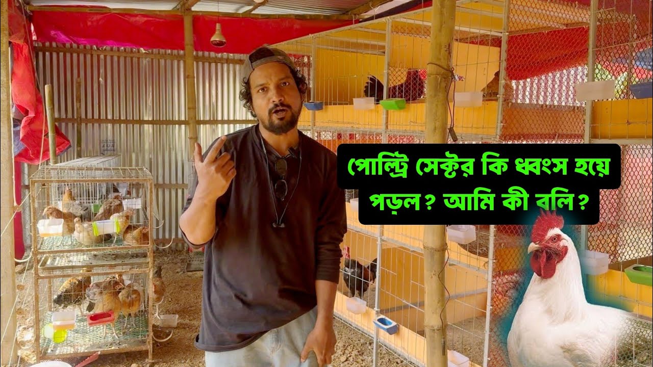 পোল্ট্রি সেক্টর কি ধ্বংস হয়ে পড়ল? আমি কী বলি?