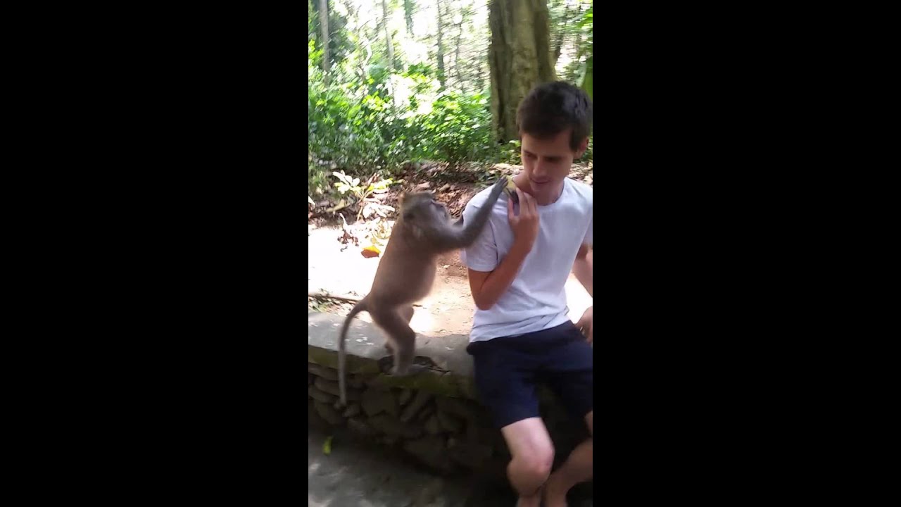 Monkey attack in bali.. the monkey forest