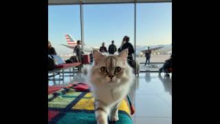 Lucy Cat Is Flying With Aa In Lax