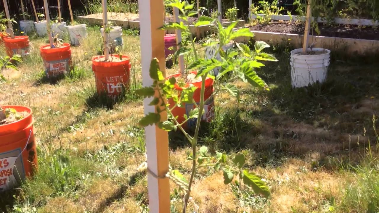 Высокорослые помидоры / Индетерминантные томаты / Пасынкование / Формирование куста