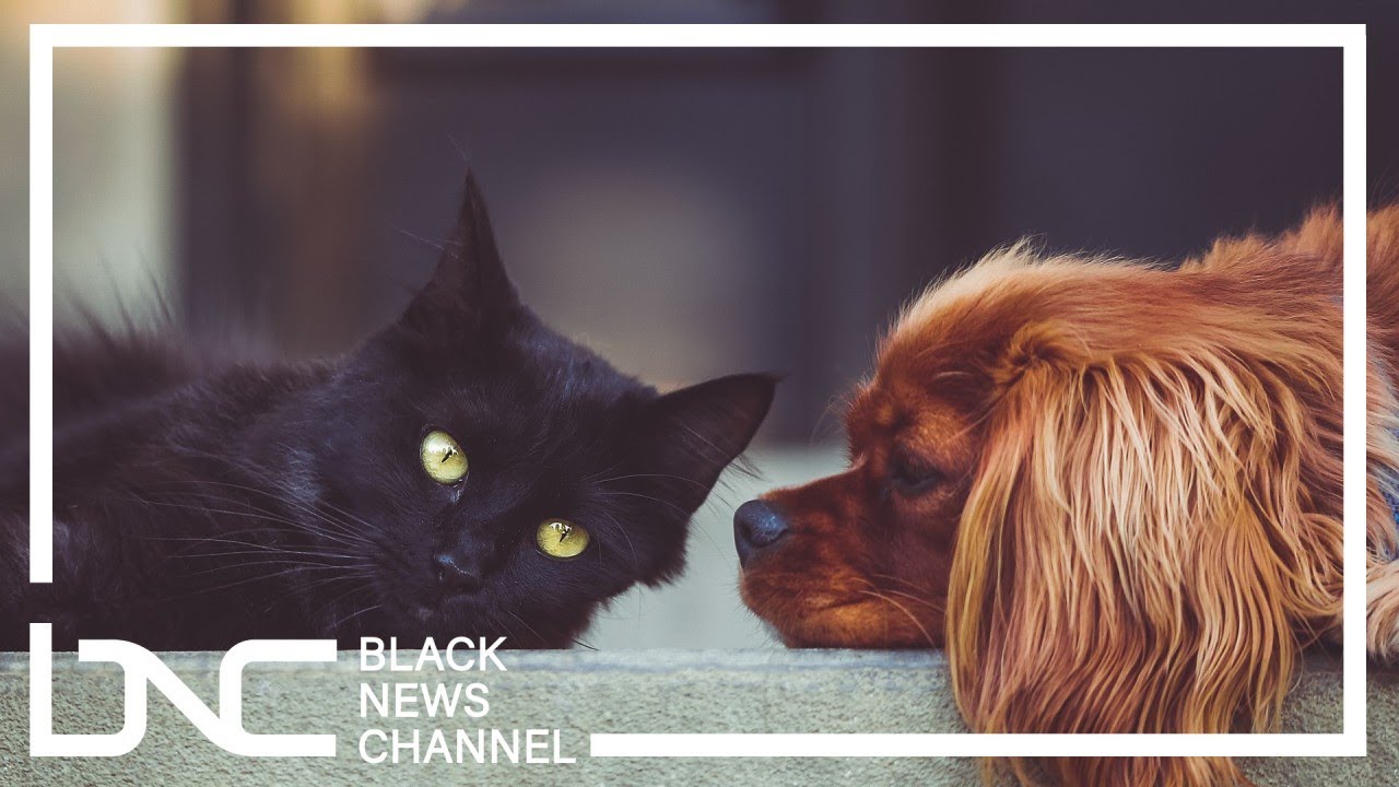 Dog and Cat Bill of Rights Introduced in California YouTube