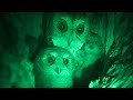 Owl Feeding Chicks At Night | Baby Owls Eating Mice