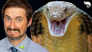 Famous Top 5 Venomous Pets Wealth