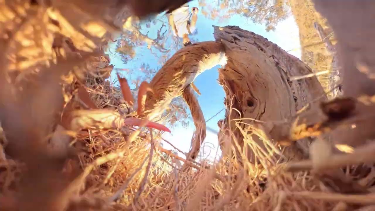 Bush Walk Vlog - Waite Conservation Reserve