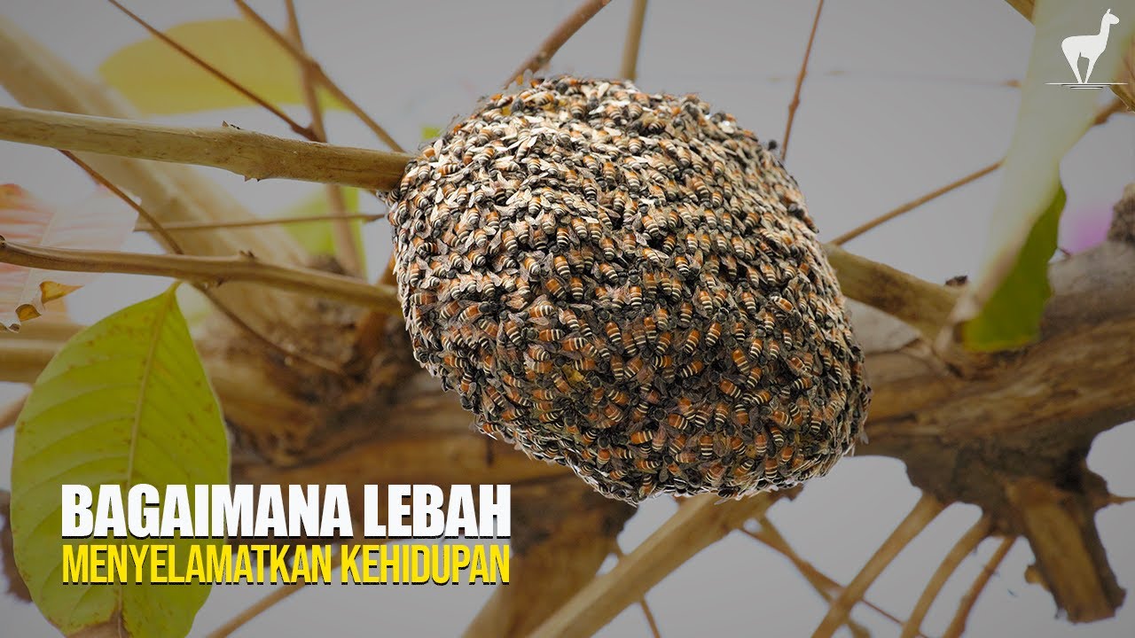 Lebah: Dunia yang Bergantung pada Sayap Mungil