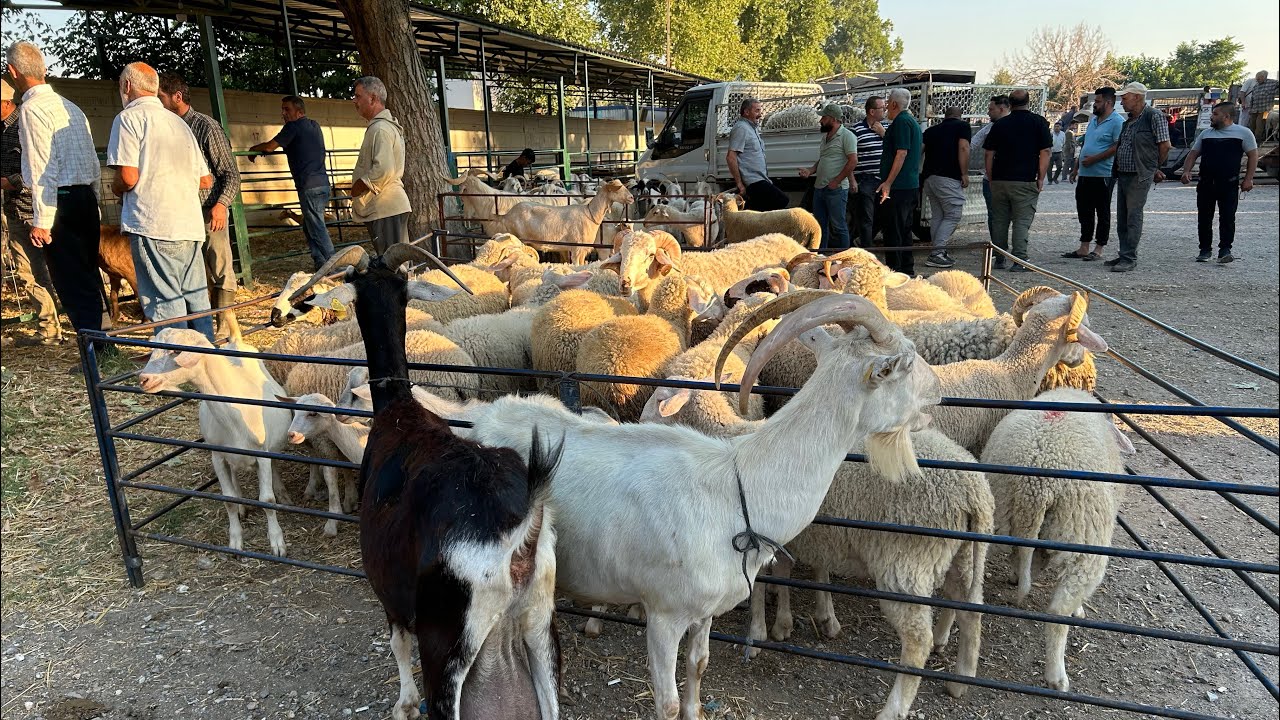 İZMİR TİRE HAYVAN PAZARINDA KANATLI PARASINA KEÇİLER