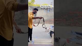 Attitude to dekho iska funny video for Pug dog screenshot 5