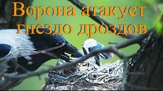 Ворона атакует гнездо Певчих дроздов