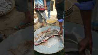 পদ্মা নদীর তাজা মাছ ।মাছের নাম টা বলে যান।  #youtubeshorts #ফিশ #fishing #fish