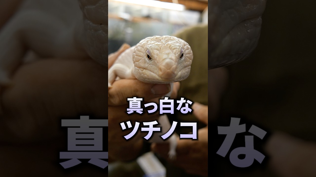 ツチノコさま 専用ページ ツチノコさま 専用ページ 【公式通販】