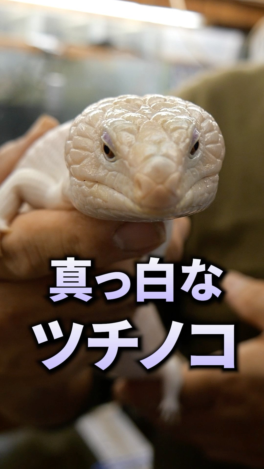 ツチノコさま 専用ページ FIG]ウルトラディテールフィギュア No.157 UDF「藤子・F・不二雄作品