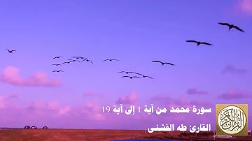 طه الفشني - سورة محمد من آية ١ إلى آية ١٩ - الَّذِينَ كَفَرُوا وَصَدُّوا عَن سَبِيلِ اللَّهِ ...
