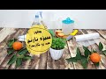 چطور سبزه نارنج عید رو بکاریم 