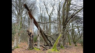 Wild New Forest Vlog: The life and death of New Forest Beech trees by Wild New Forest 776 views 3 years ago 6 minutes, 27 seconds