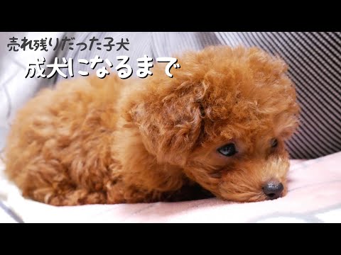 ブリーダーで売れ残ってた極小トイプードル子犬をお迎えして育んだ軌跡